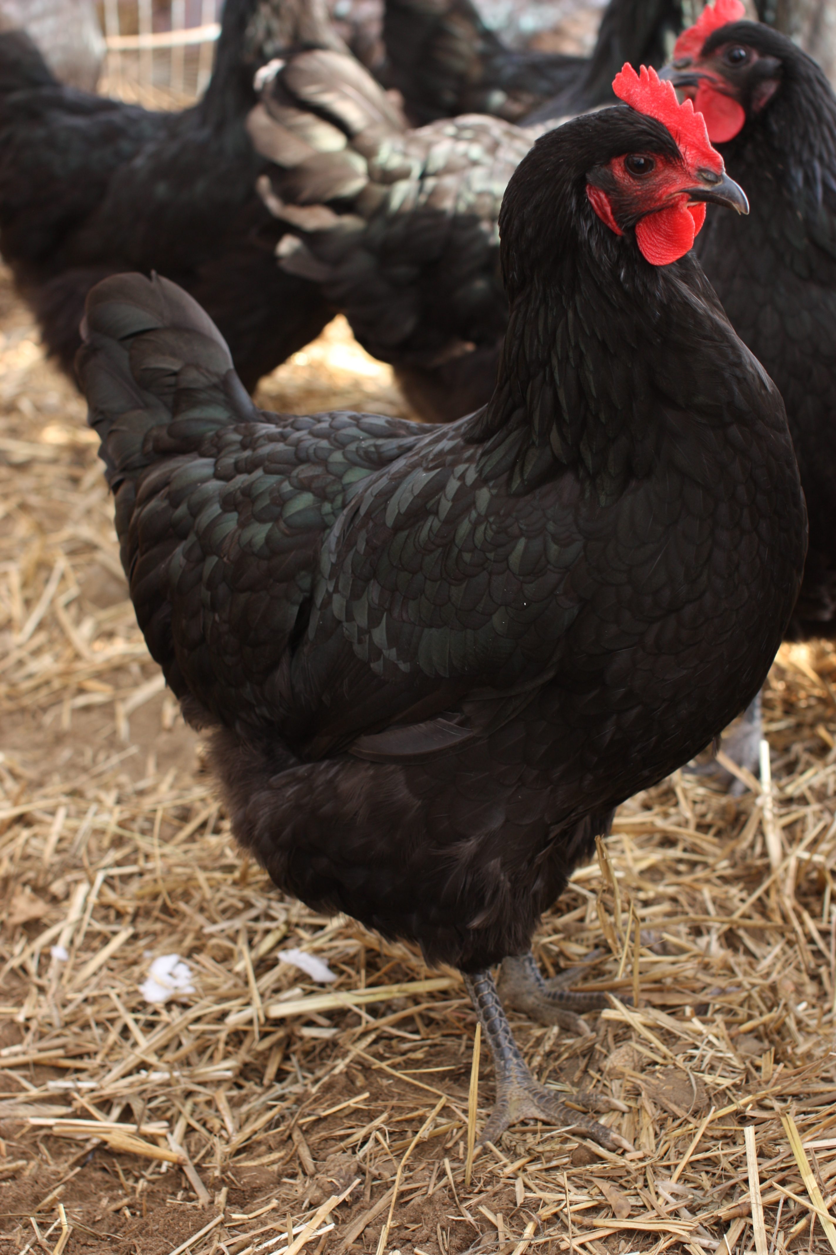 jersey giant black chicken